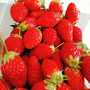 今春流行款草莓果酱 原料简单的做法 步骤1