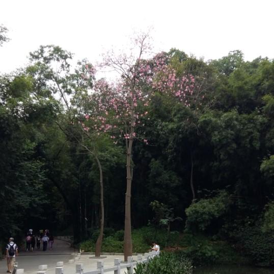 hc如嫣飘