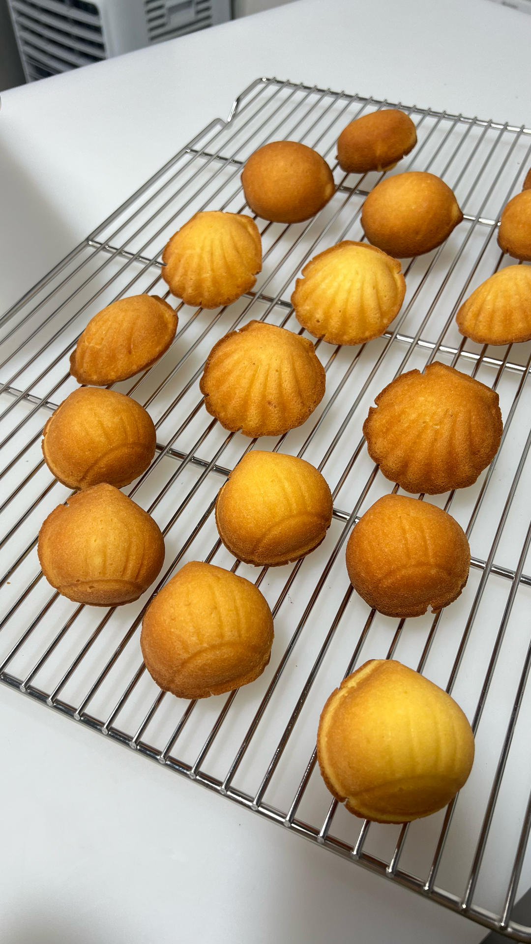 玛德琳（蓝带方）