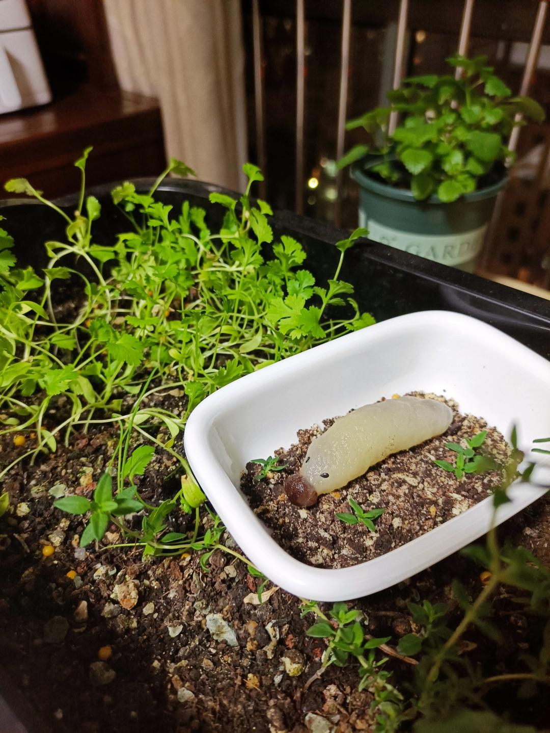万圣节麻薯虫虫