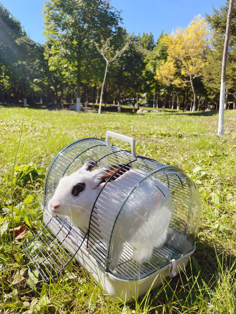 张恩娃WA