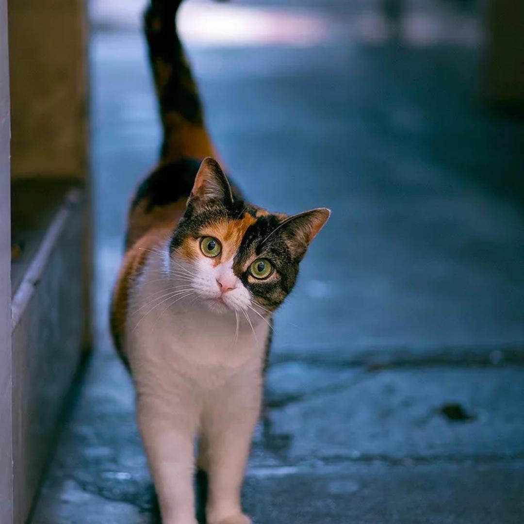 初七的初七的初七