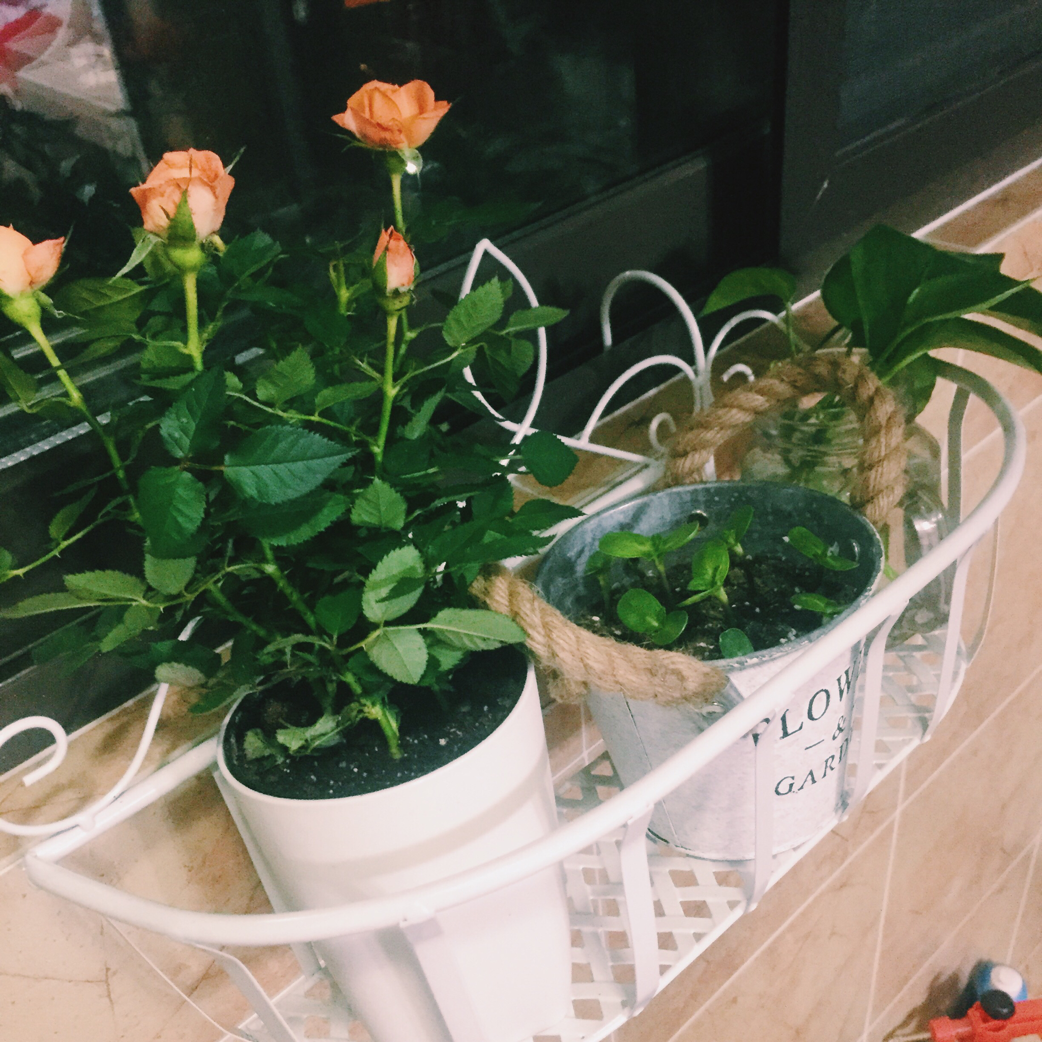 生菜（色拉用）生长记