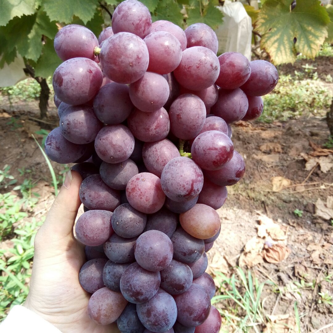 情旭玲缘旭