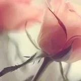 妖妖的地盘