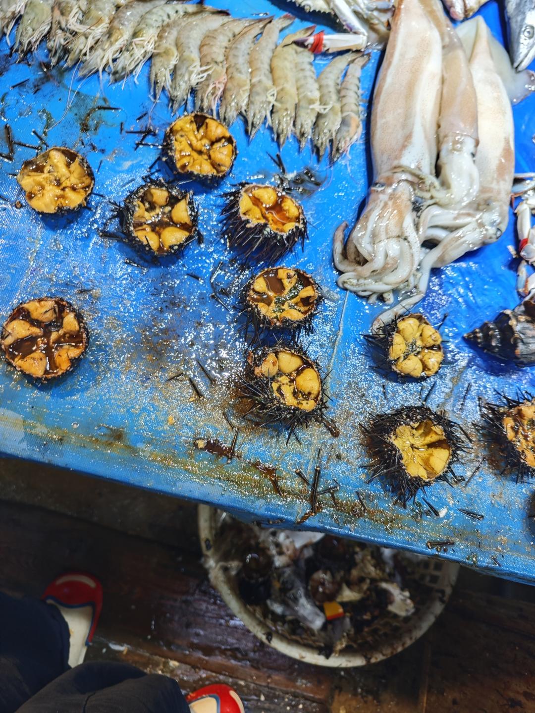 海胆饺子🥟
