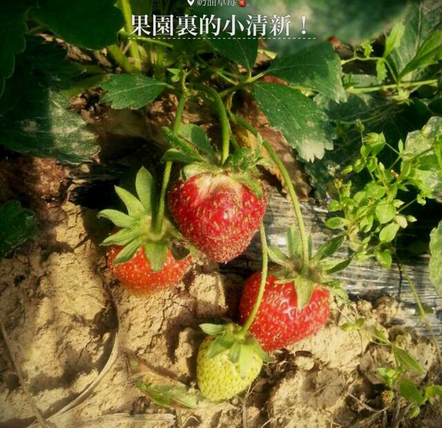 今冬第一颗草莓