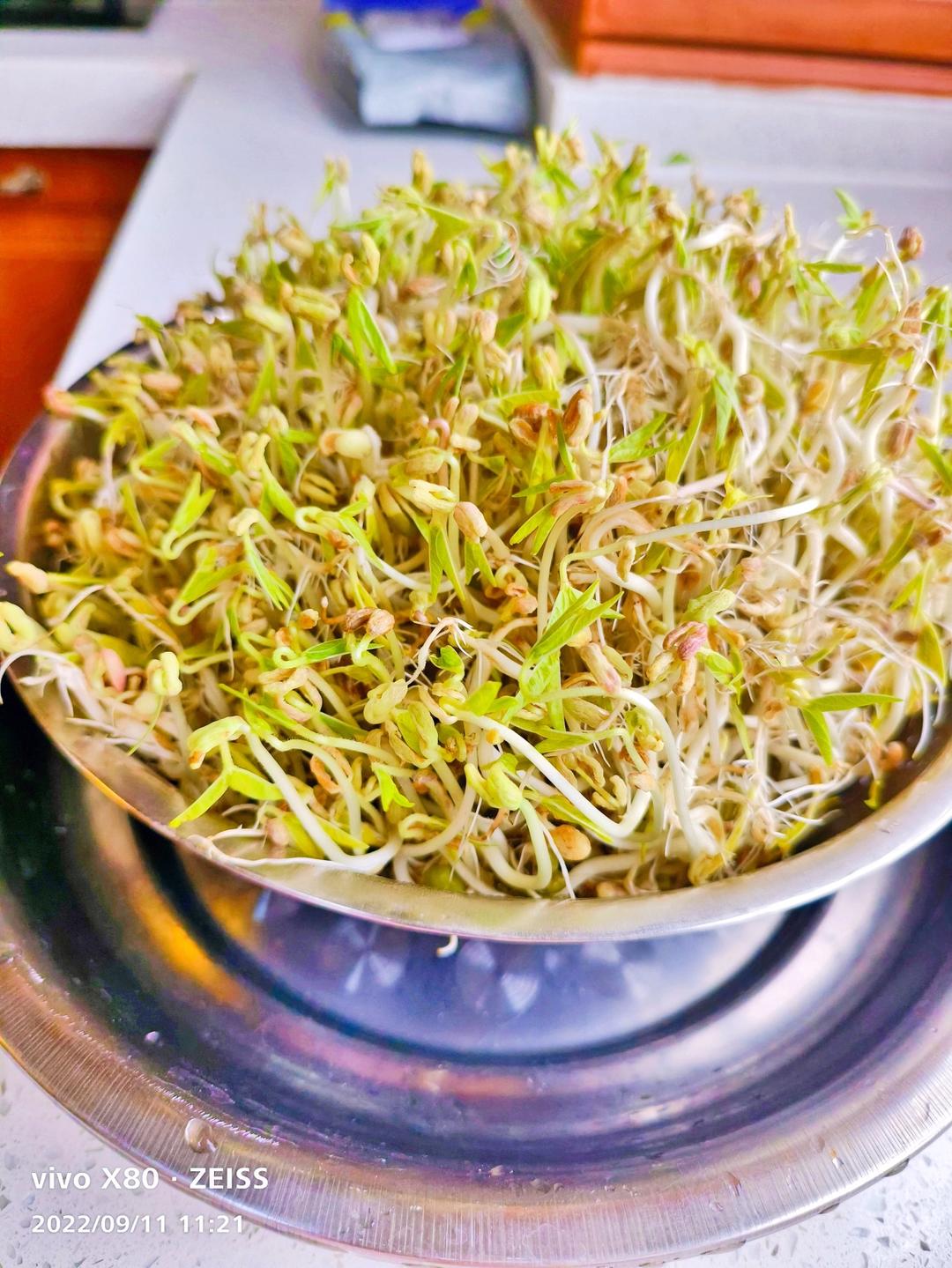 沥水篮发豆芽