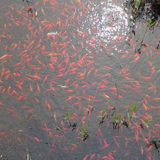 天竹道
