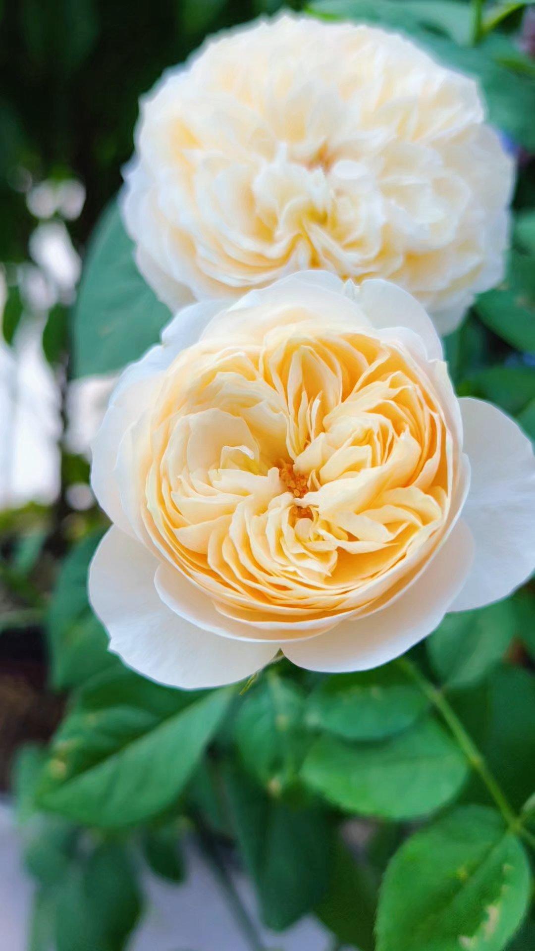 我的花园我的花