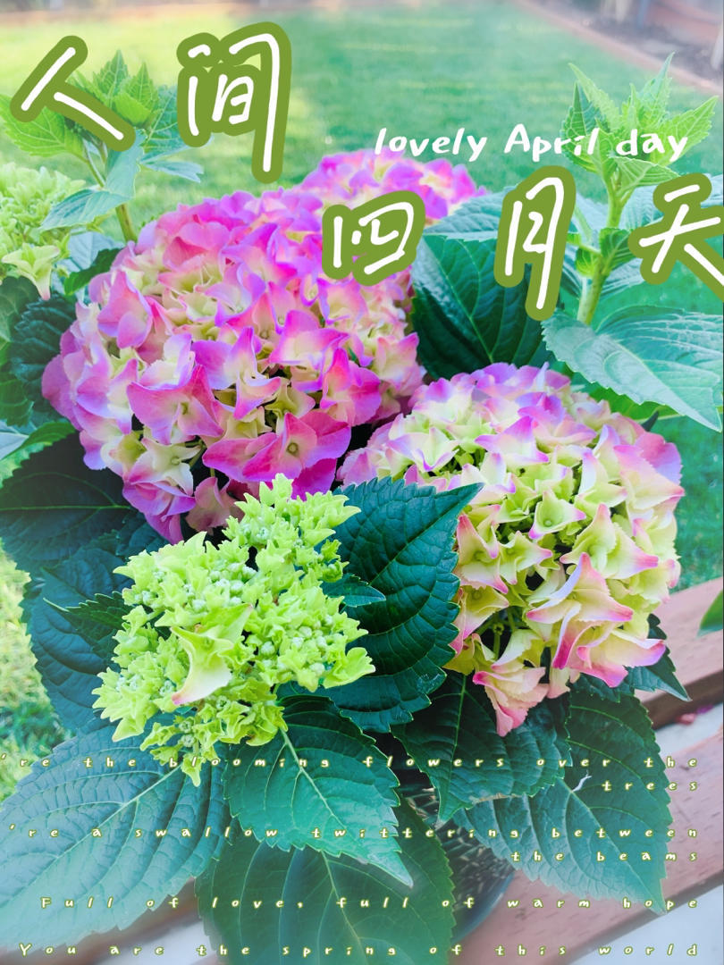 烤箱 版简易 超滑嫩芝士烤虾