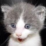 桃子和沫沫喜欢的琪琪