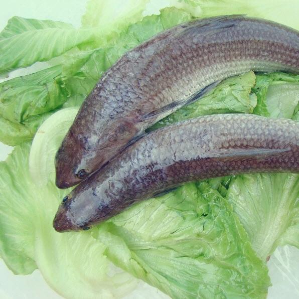 奎龙鱼要到海鲜档口才有卖,挑选鱼身比较完好,1斤