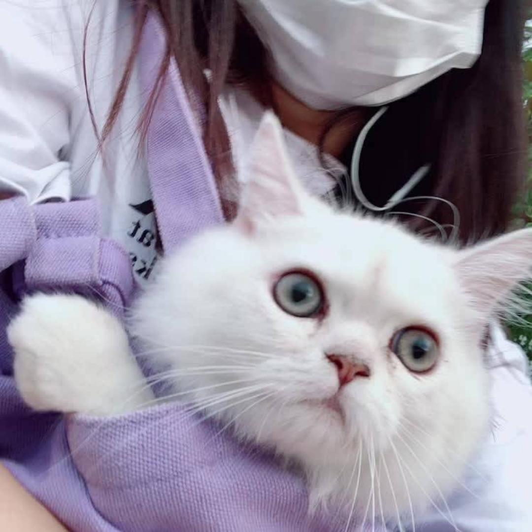 小狮子V5
