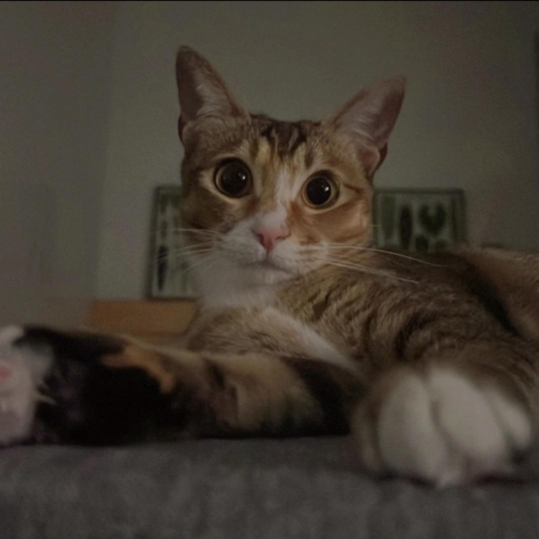 一只吃货夏美丽