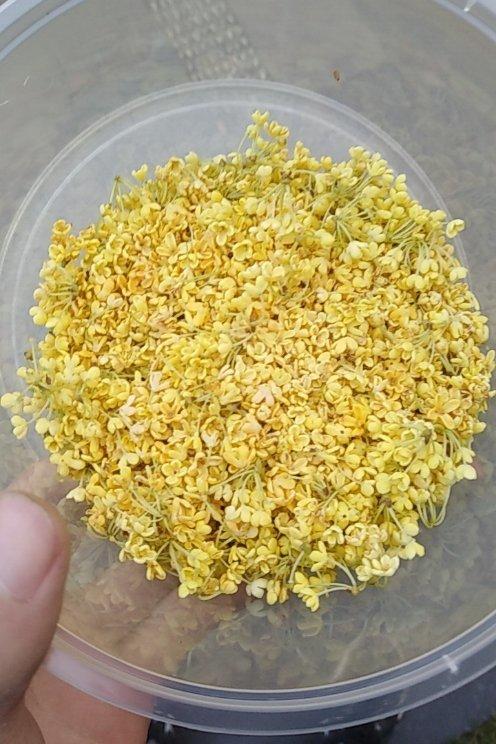 糖桂花