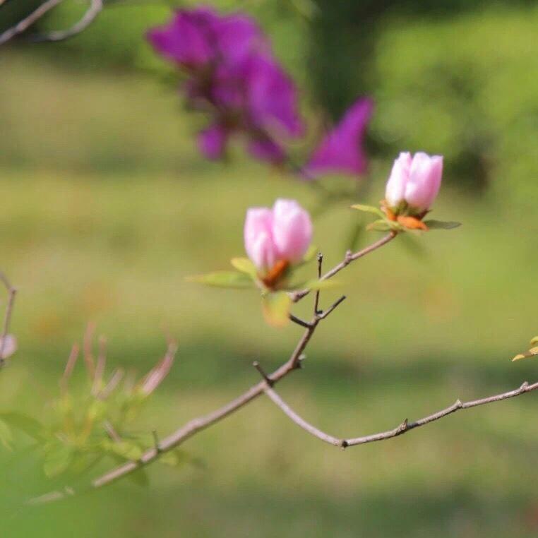 草长莺飞木棉花开的厨房