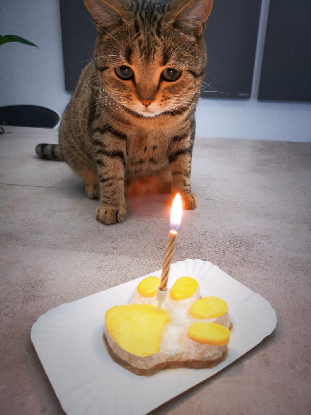 猫咪食用猫爪蛋糕