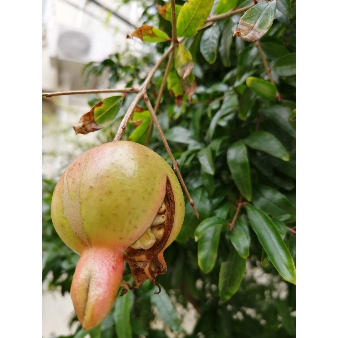 五香烤紫甘蓝丨健康·三餐