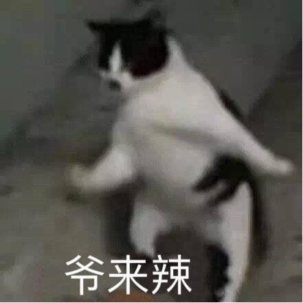 Tiff大陶子