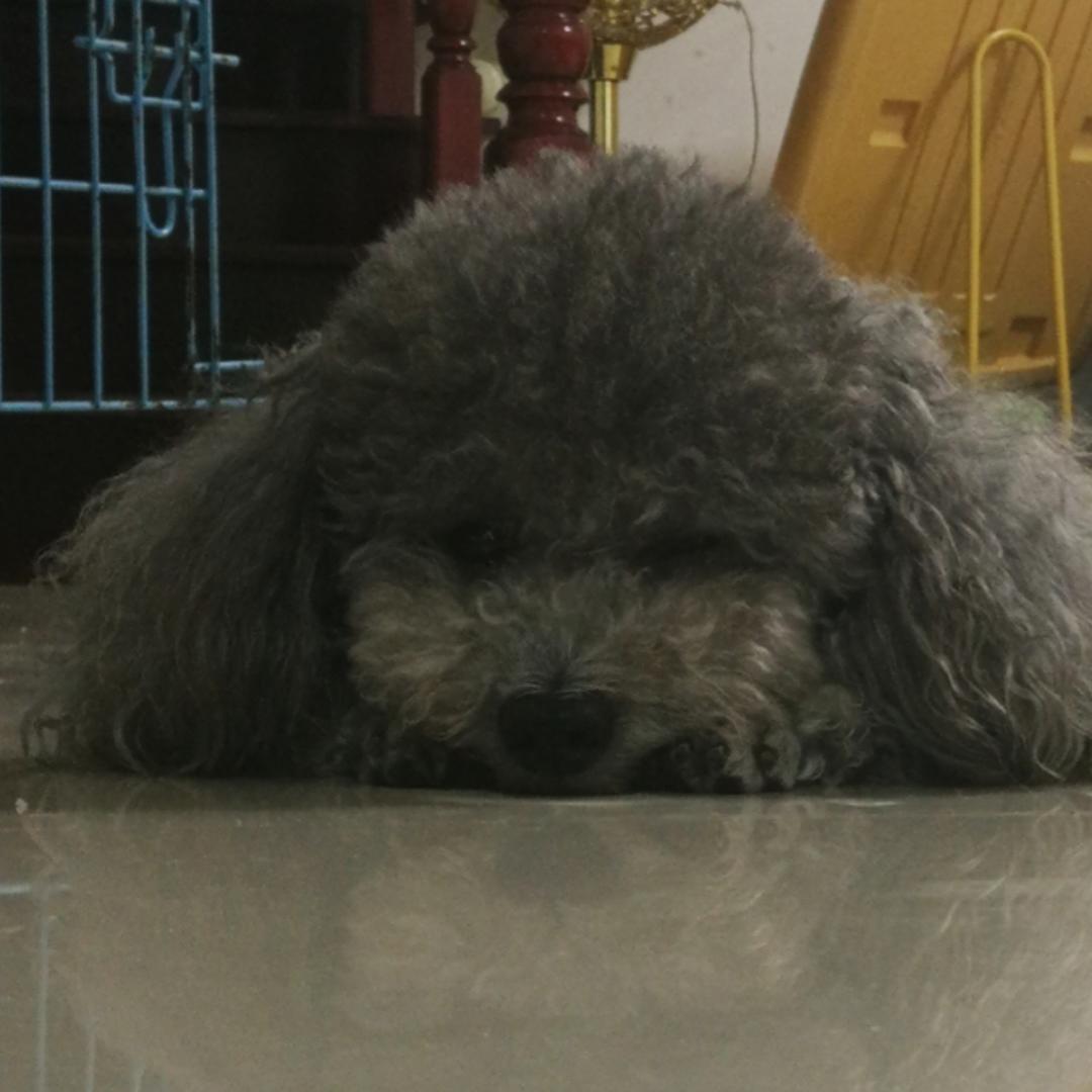 树先森的甜薄脆