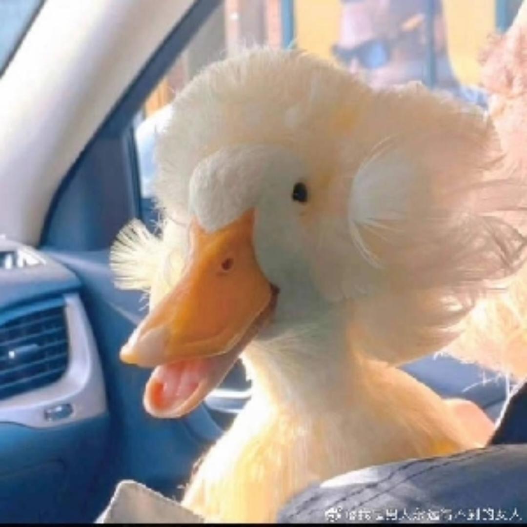 芭娜娜吧唧吧唧