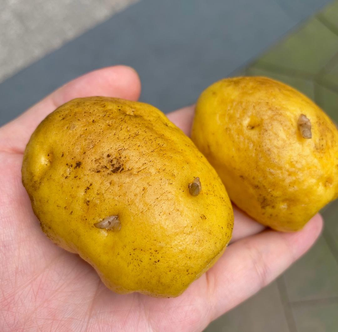 超Q可爱的土豆馒头包