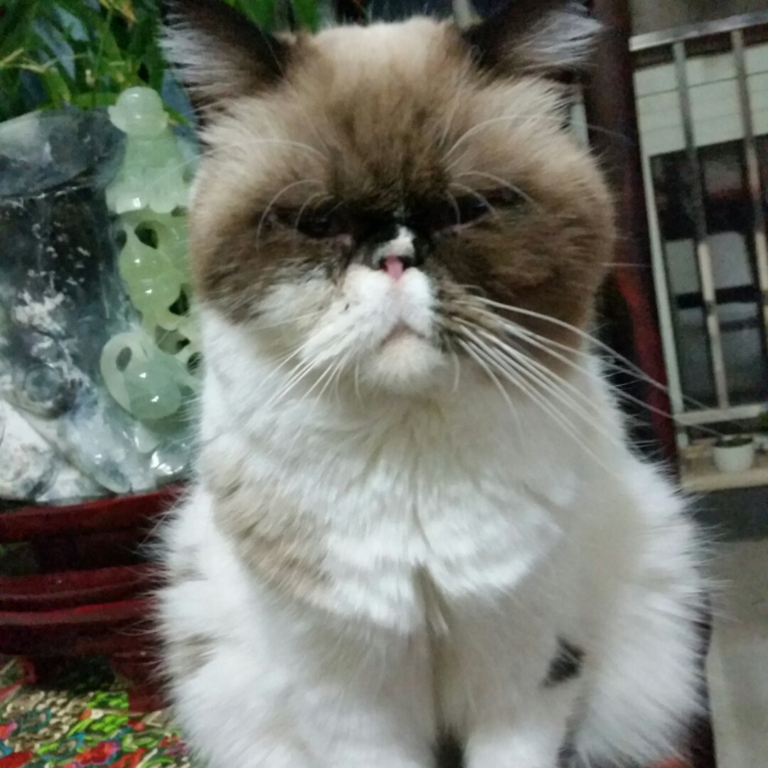 我爱我家大尾巴