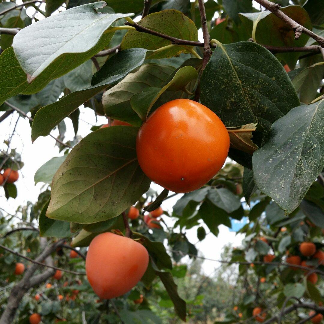 西安小吃~火晶柿子饼