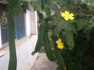 只需要五分钟就可以的美味蒜蓉蒸丝瓜