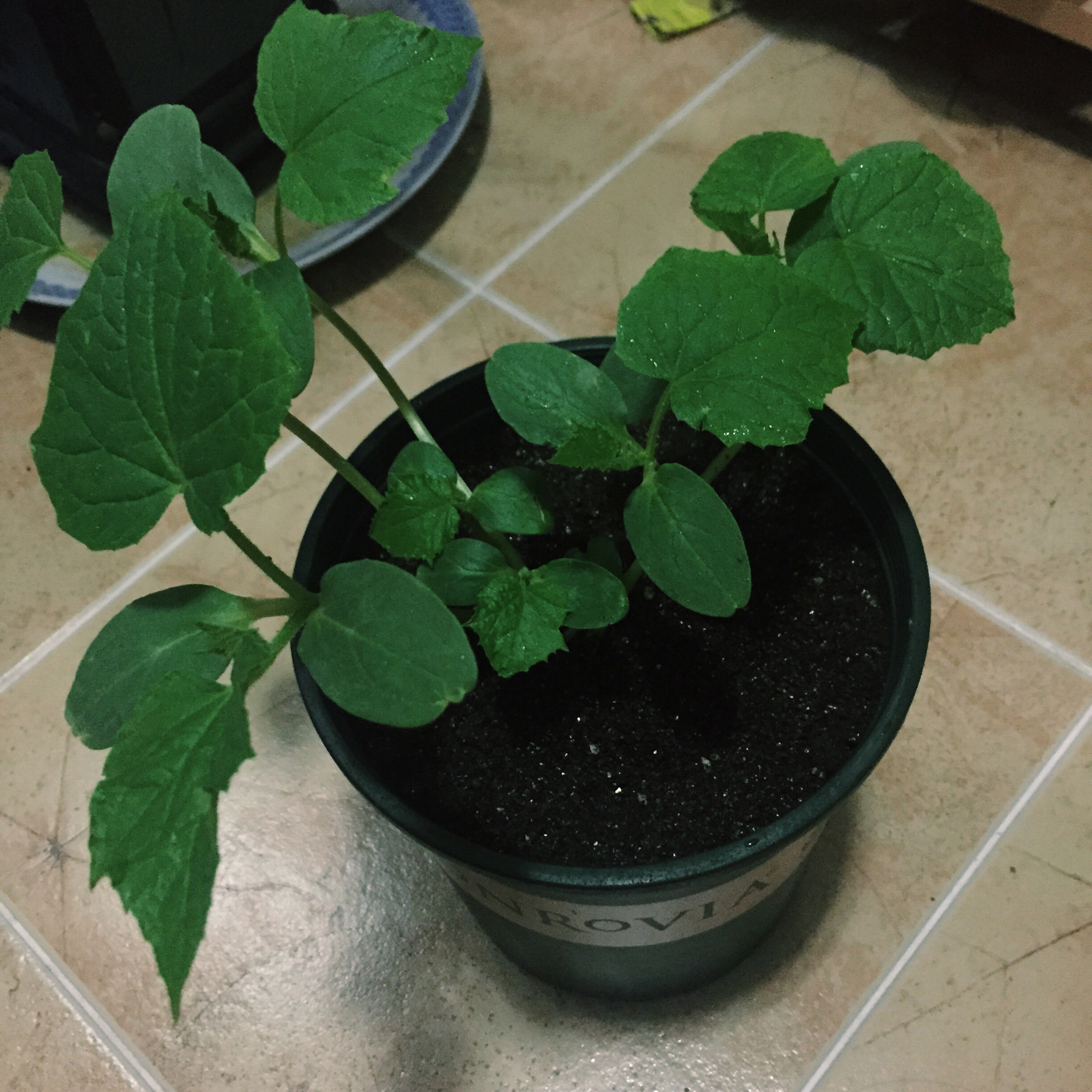 生菜（色拉用）生长记