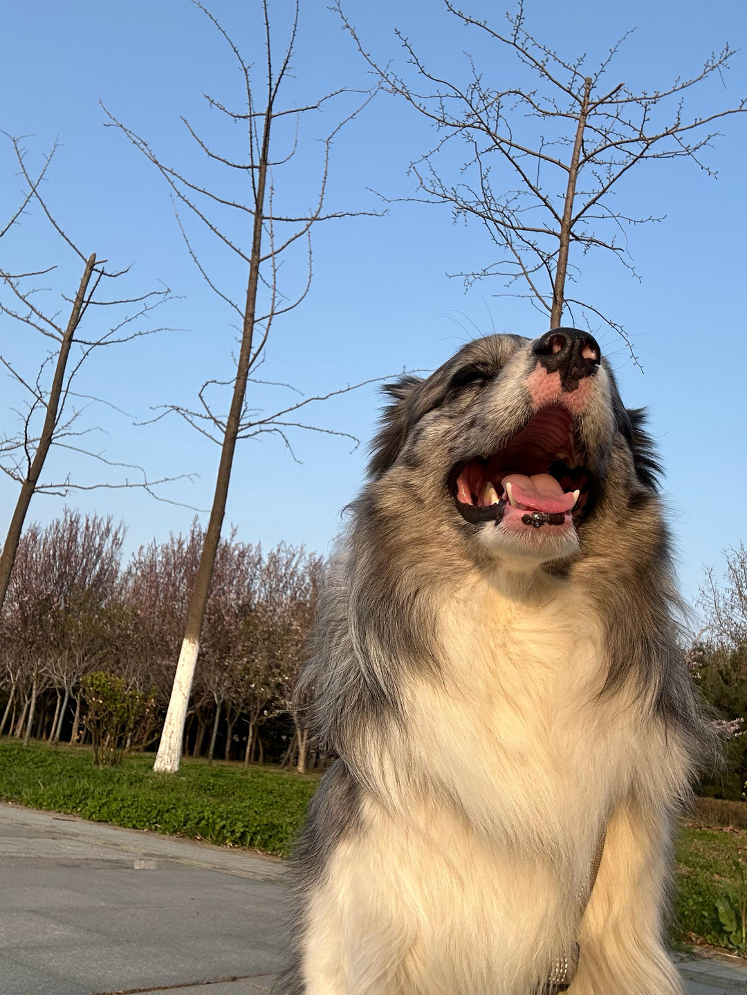 春风亲吻我像蛋挞