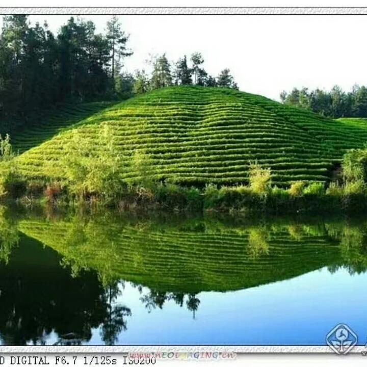 茶苗销售