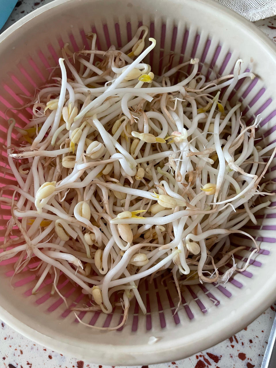 自发绿豆芽/自生豆芽/自制豆芽