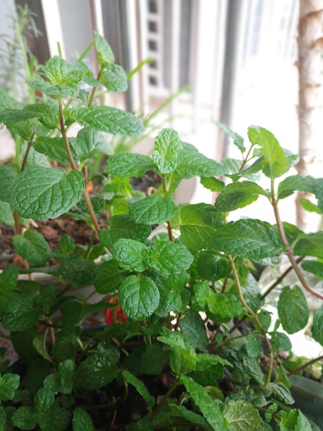 薄荷种植手册，如何把你的薄荷养到爆盆