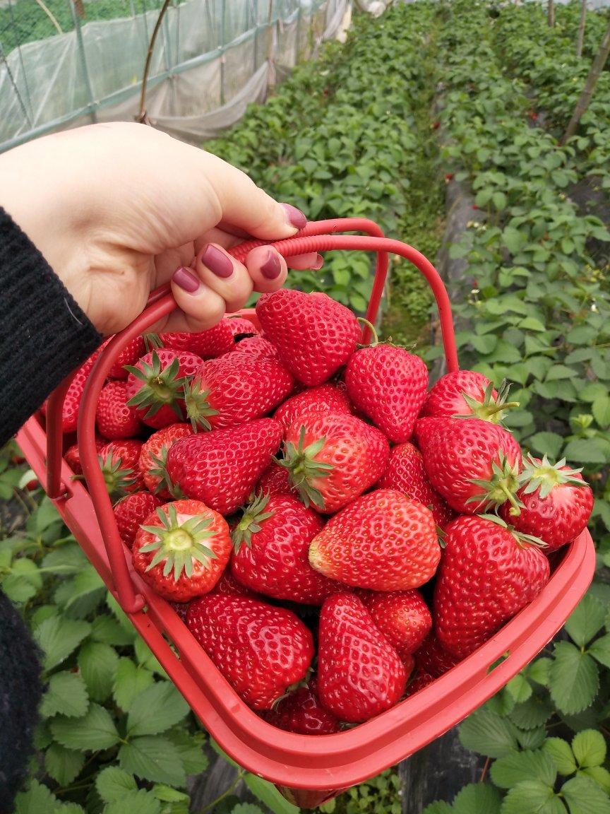 花式吃草莓🍓