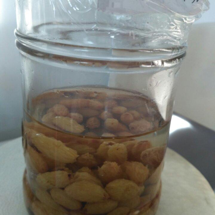 天然酵母之魯邦種