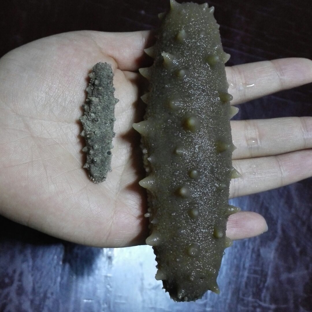 海参泡发攻略