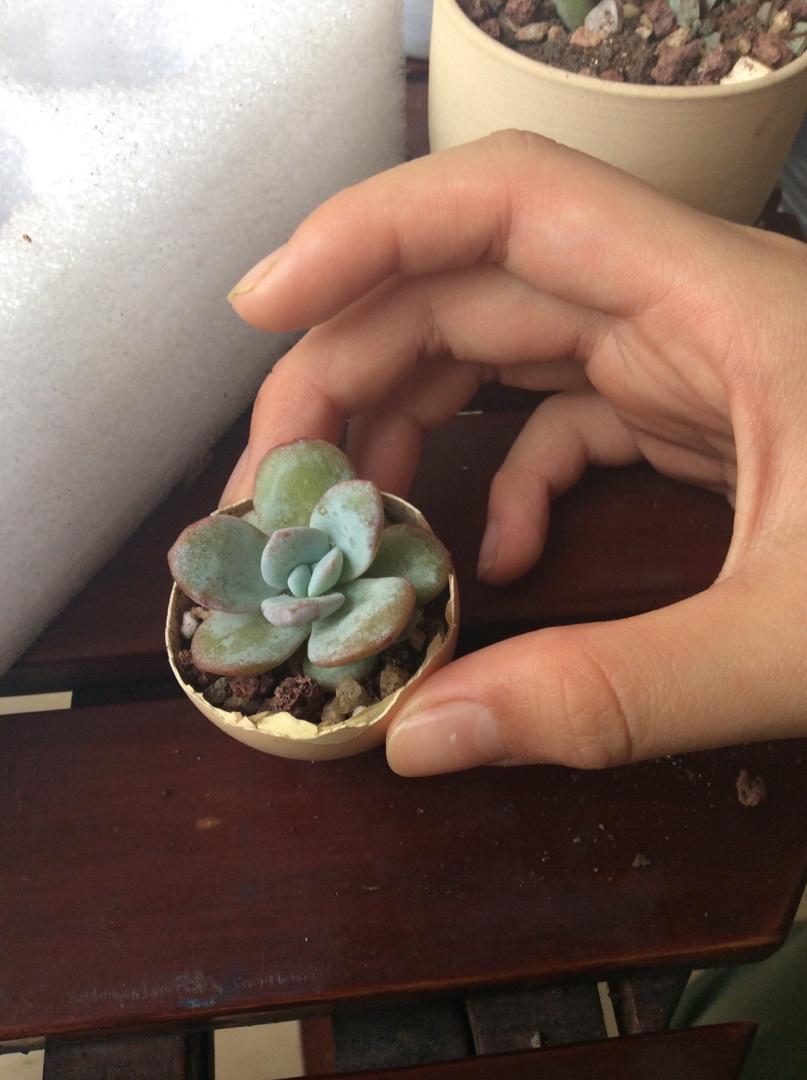 多肉（糯米简单版）