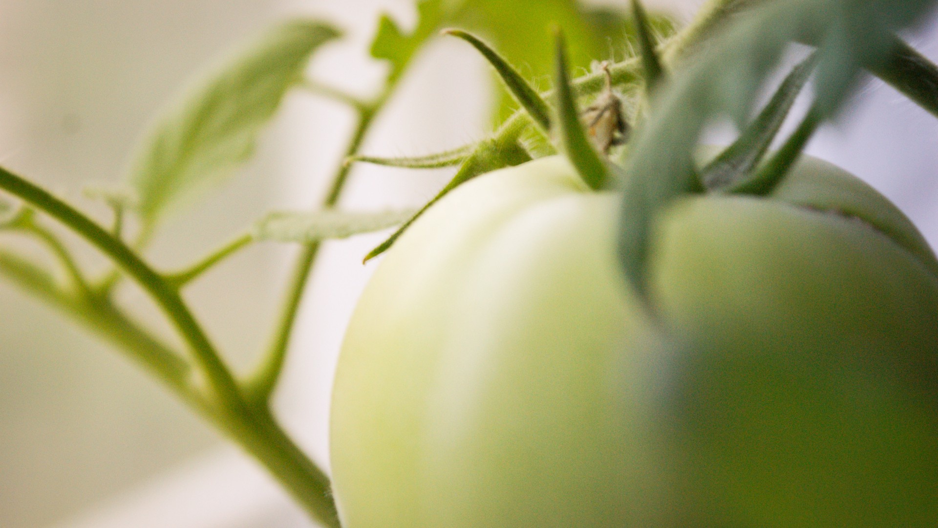 自制无添加番茄酱