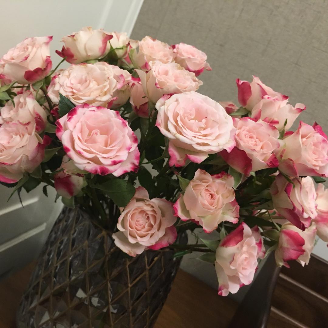 夏小虾米
