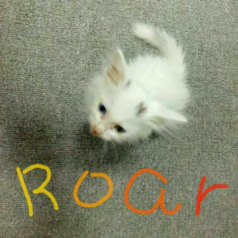 卜朴卜朴哈哆卜朴