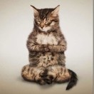 瑜伽猫咪
