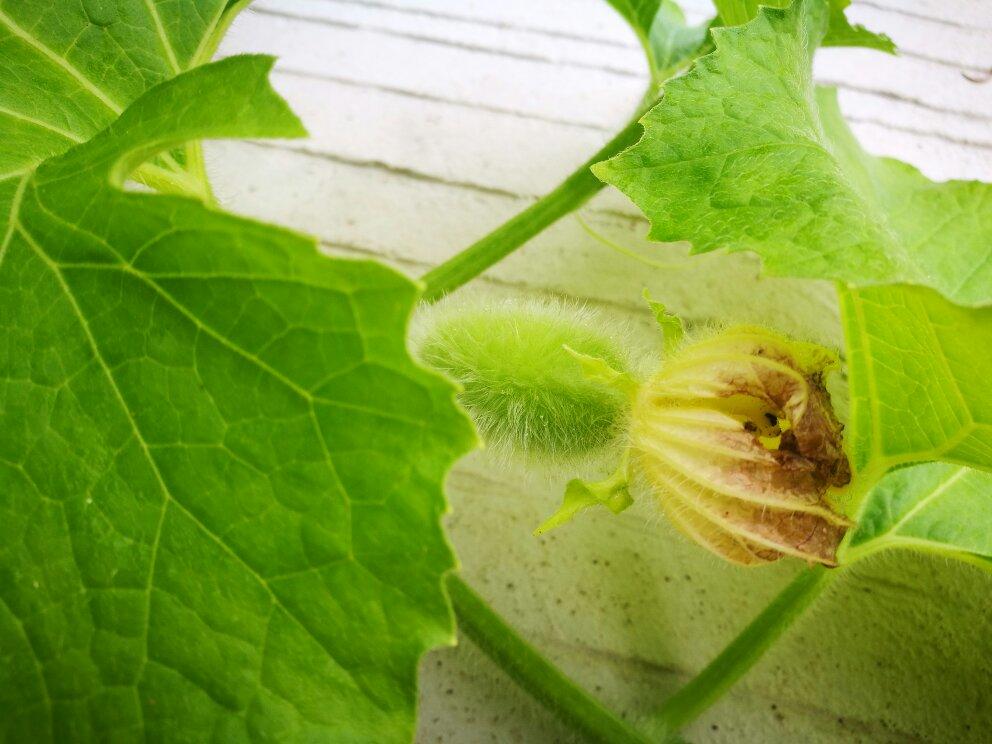 早餐•2018年8月29日