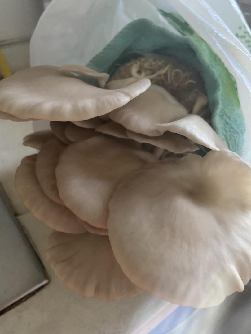 自己种蘑菇味道太鲜美了