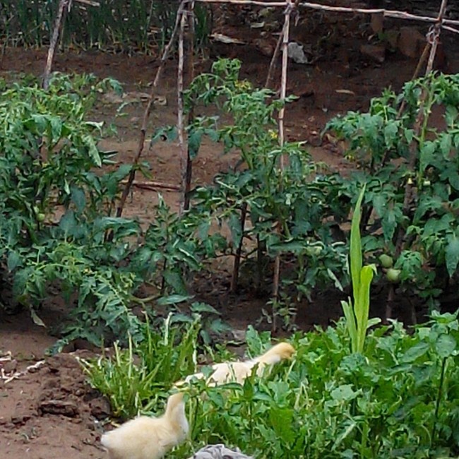 早餐•2014年6月15日