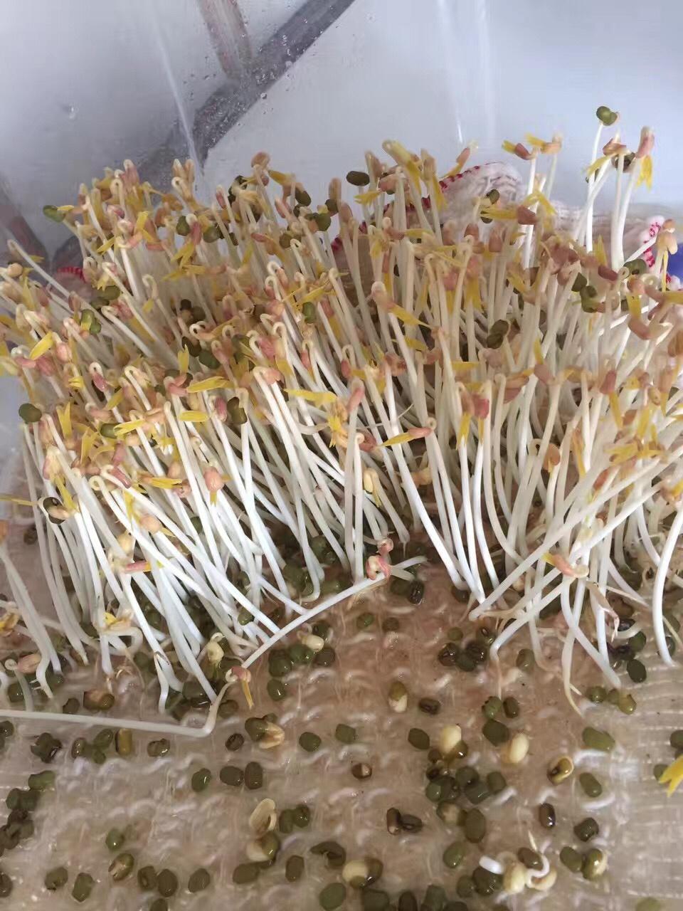 成功发豆芽的做法