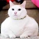 周lu