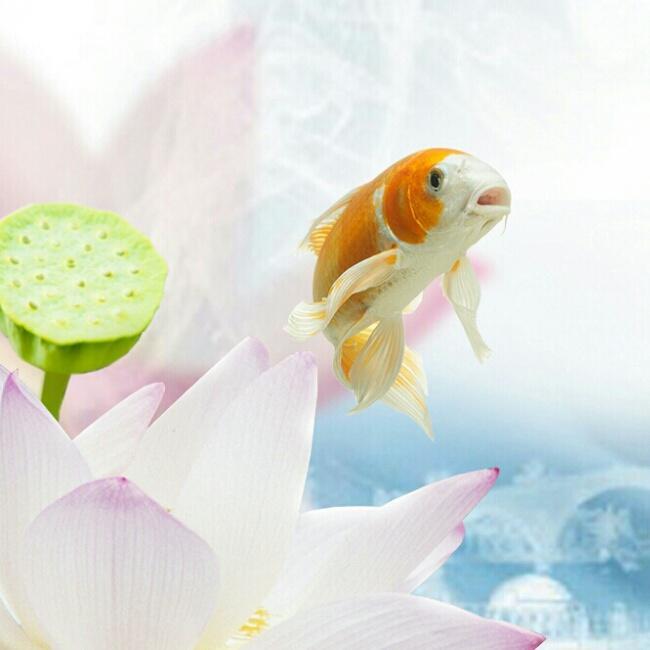 惹祸天使的厨房的做法