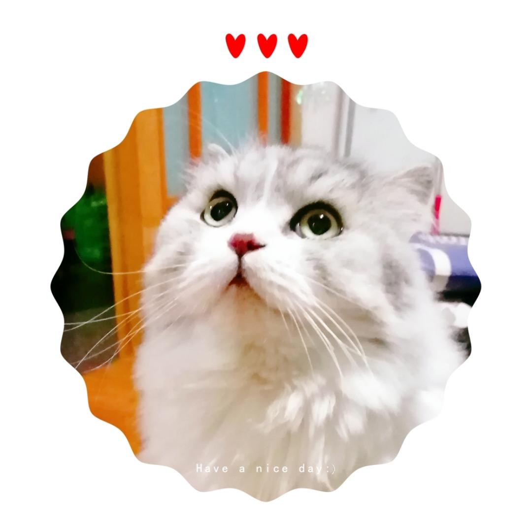 土司的老外婆